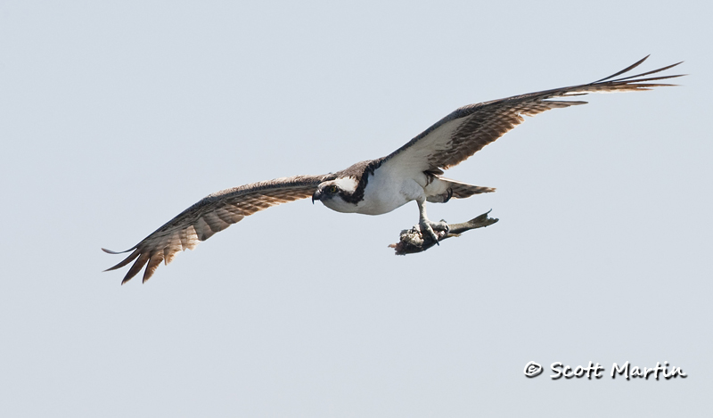 Osprey from Florida, Part One