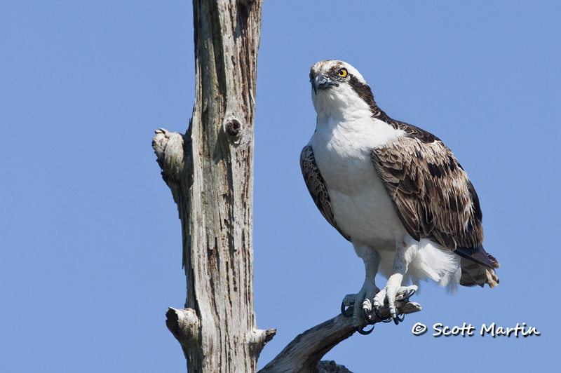 Osprey From Florida, Part Two