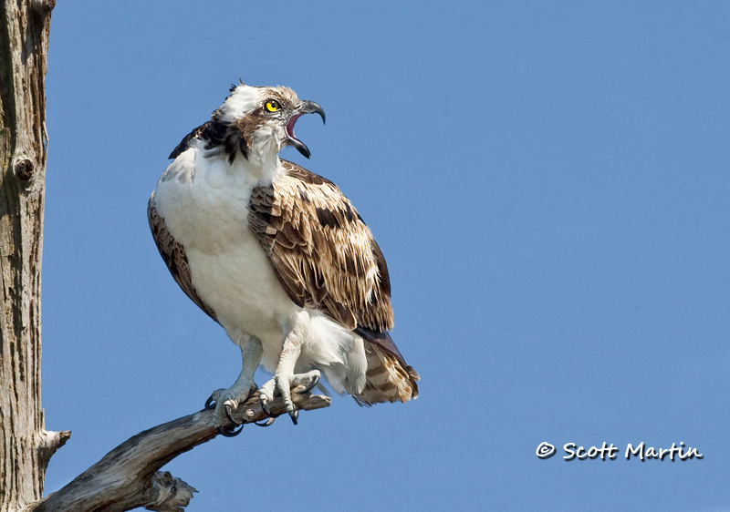 Osprey, Viera Wetlands Florida