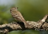 least-flycatcher-01