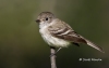 least-flycatcher-02