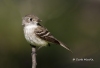 least-flycatcher-03