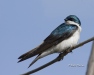 tree-swallow-01