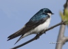 tree-swallow-02