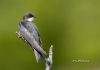 tree-swallow-03