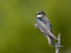 tree-swallow-05