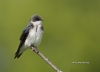 tree-swallow-07