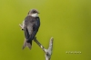 tree-swallow-08