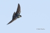 tree-swallow-09