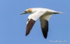 Northern Gannet 05