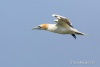 Northern Gannet 06