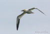 Northern Gannet 08