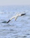 Northern Gannet 10