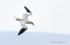 Northern Gannet 14