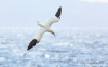 Northern Gannet 16