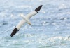 Northern Gannet 17