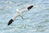 Northern Gannet 18