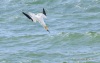 Northern Gannet 19