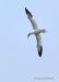 Northern Gannet 20