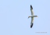 Northern Gannet 21