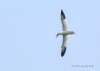 Northern Gannet 21