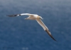 Gannets_0014