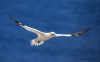 Gannets_0102