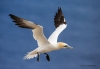 Gannets_0110