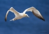 Gannets_0115