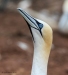 Gannets_0147