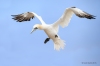 Gannets_0191