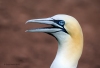 Gannets_0206