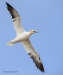 Gannets_0227