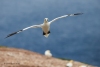 Gannets_0266