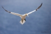 Gannets_0342