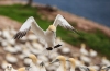 Gannets_0344