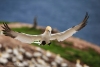 Gannets_0345