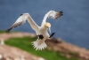 Gannets_0346