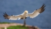 Gannets_0347