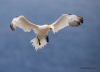 Gannets_0348