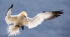 Gannets_0361