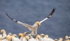 Gannets_0402