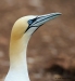 Gannets_0448