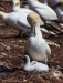 Gannets_0525