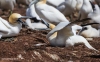 Gannets_0539