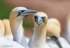 Gannets_0599