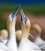 Gannets_0733