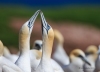 Gannets_0762