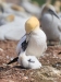 Gannets_0821