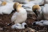 Gannets_0884